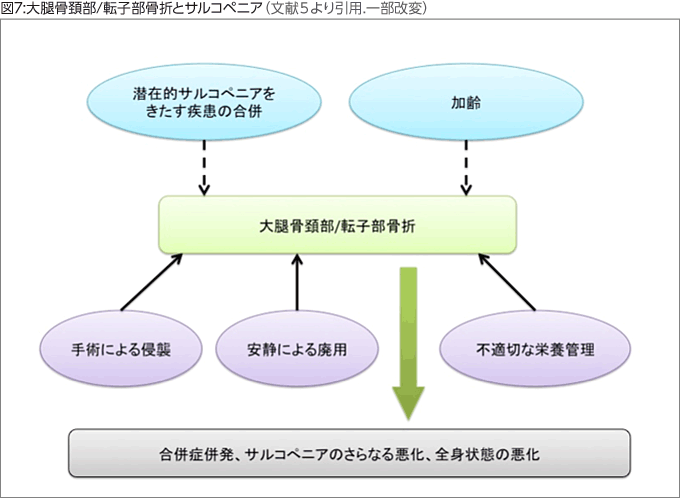 図7:大腿骨頚部/転子部骨折とサルコペニア（文献５より引用.一部改変）