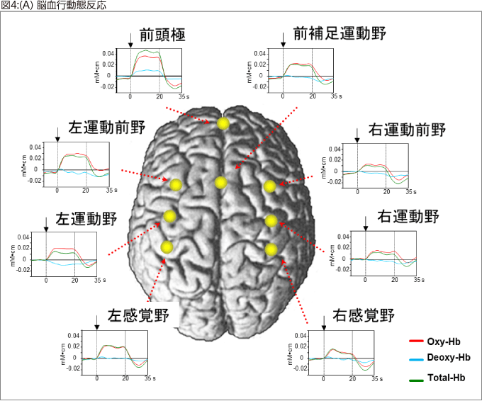 図4:(A) 脳血行動態反応